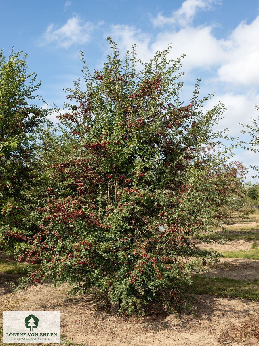 Crataegus monogyna