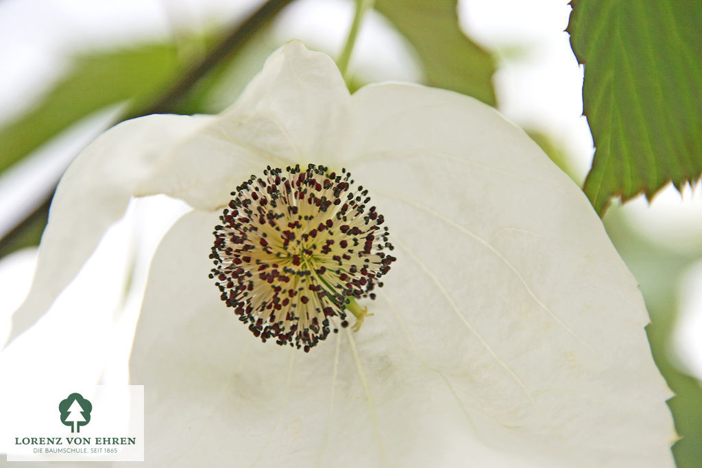 Davidia involucrata vilmoriniana