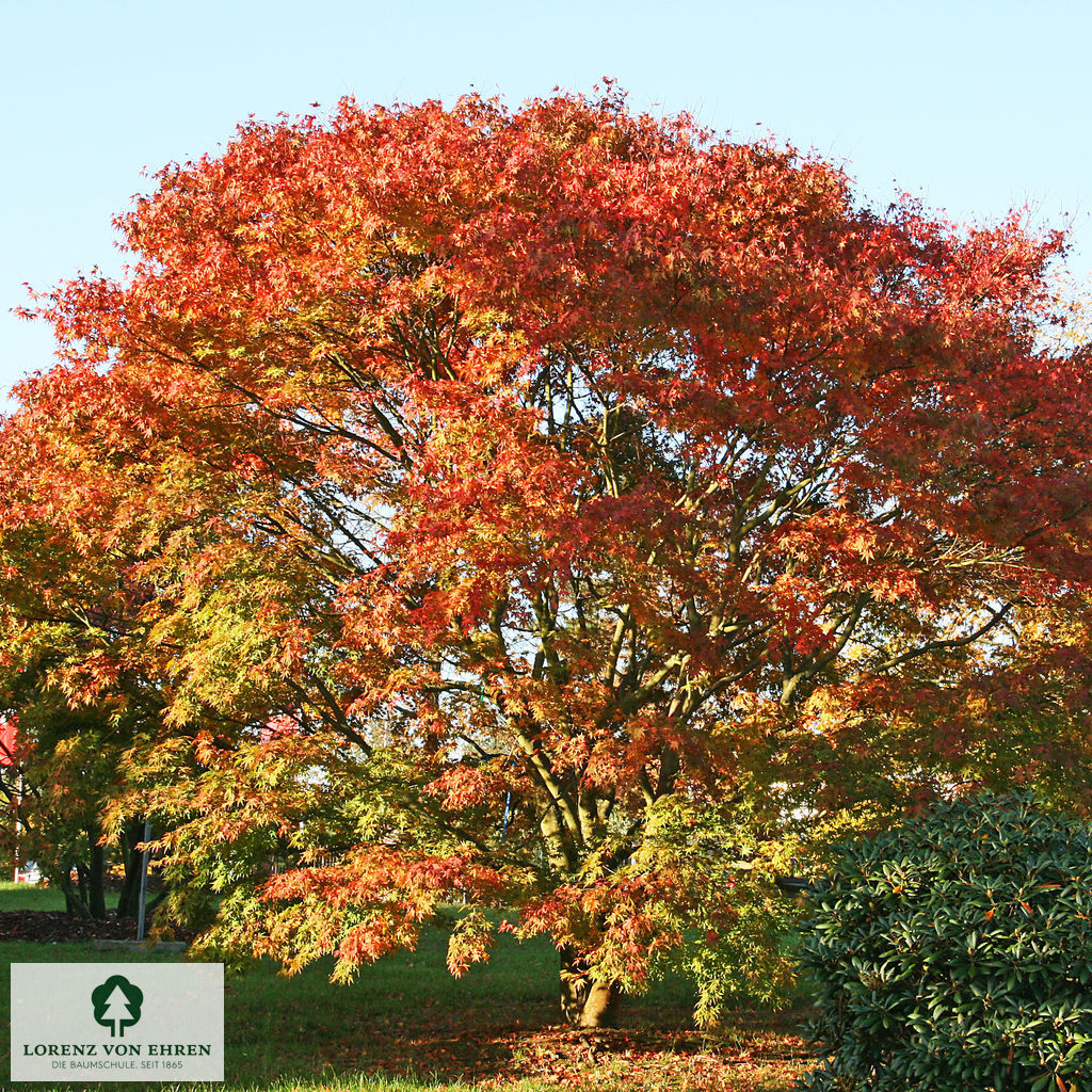 Acer palmatum