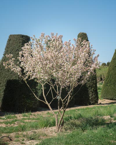 Mehrstämmige Felsenbirne blüht weiß im Frühling