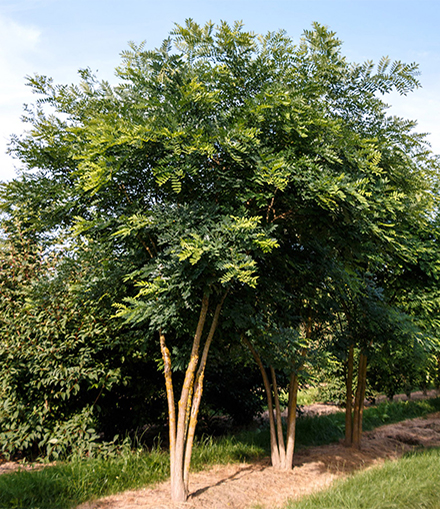 Styphnolobium japonicum 'Regent'  Japanischer Schnurbaum 'Regent