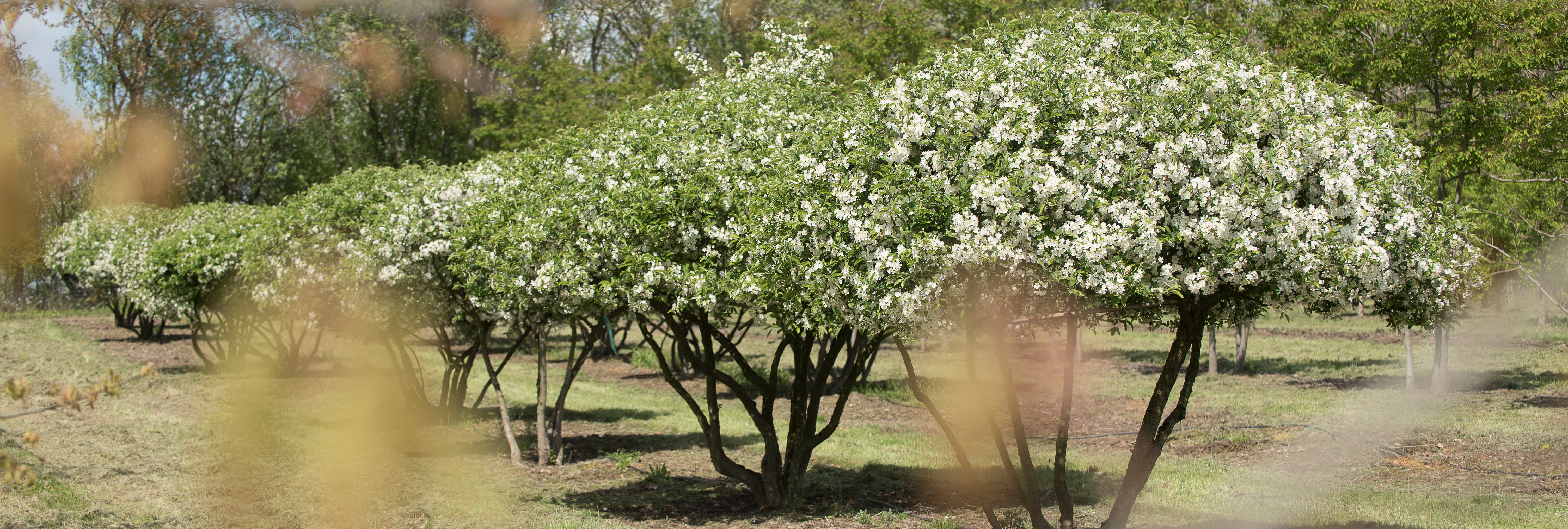 Wunderschöne, weiß blühende mehrstämmige, schirmförmige Bäume