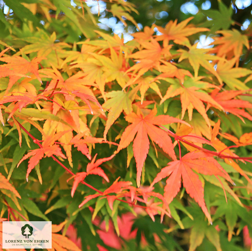 Acer palmatum