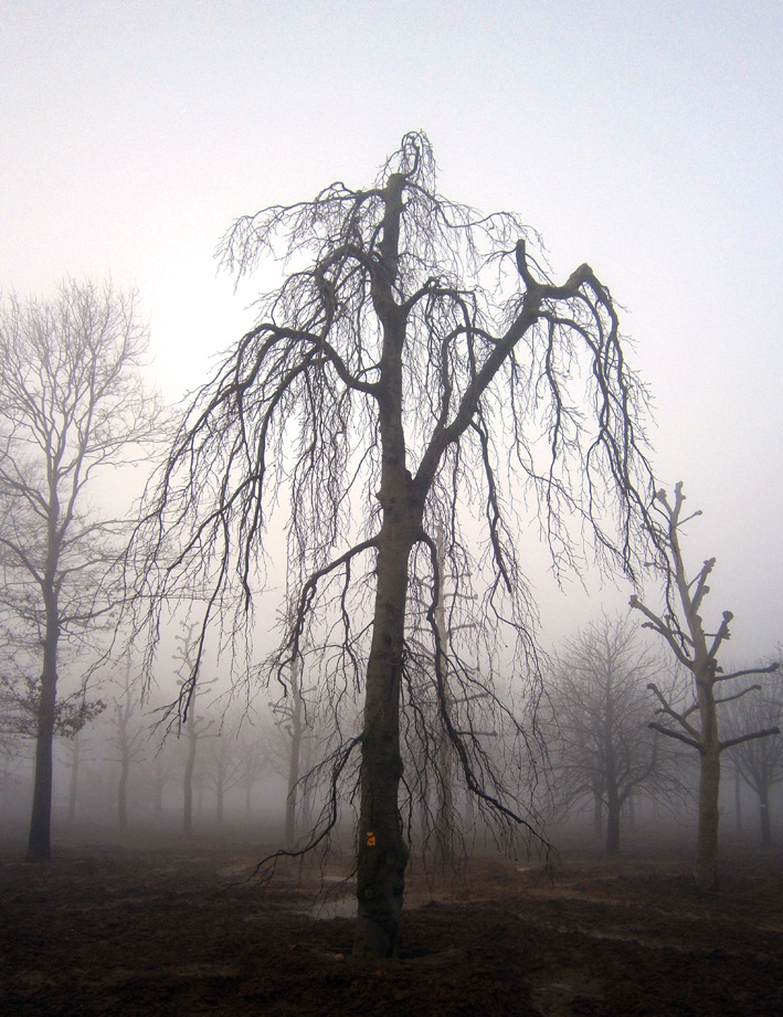 Fagus sylvatica 'Pendula' Unikat