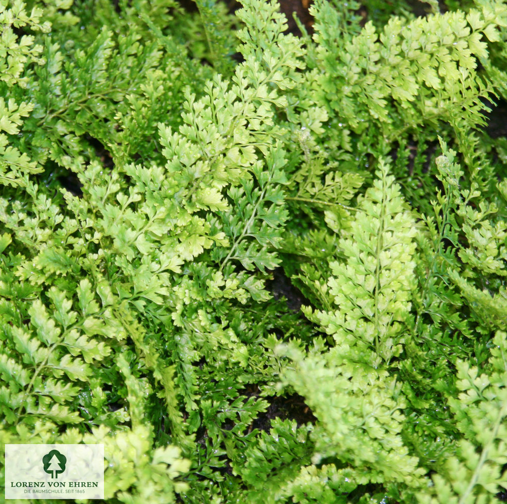 Polystichum setiferum 'Plumoso-densum'