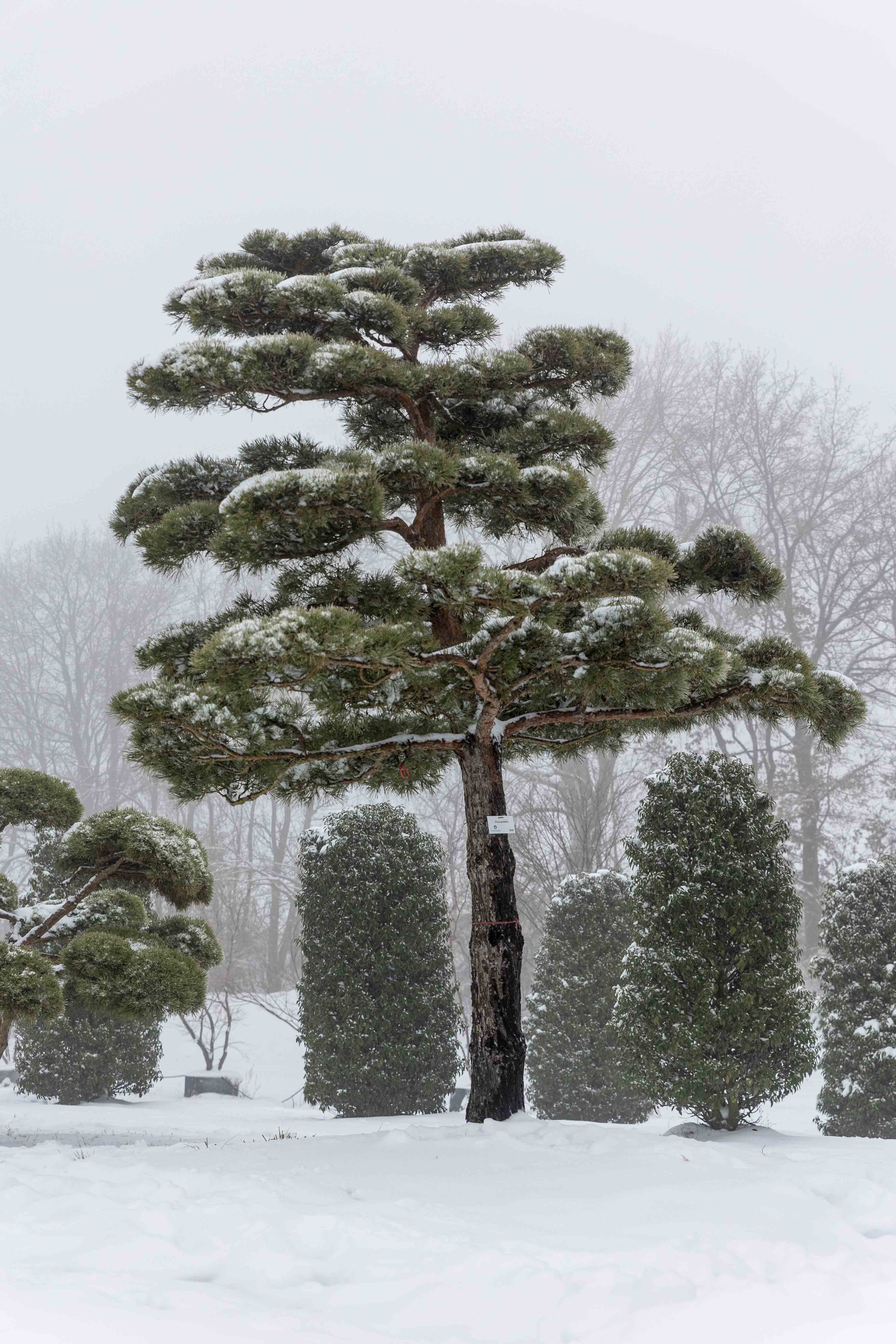 Pinus sylvestris Bonsai