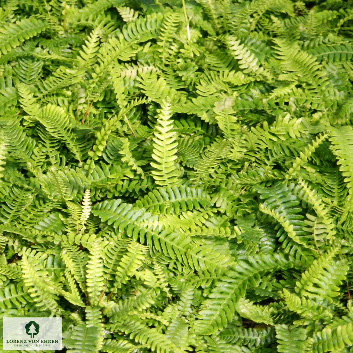 Blechnum spicant