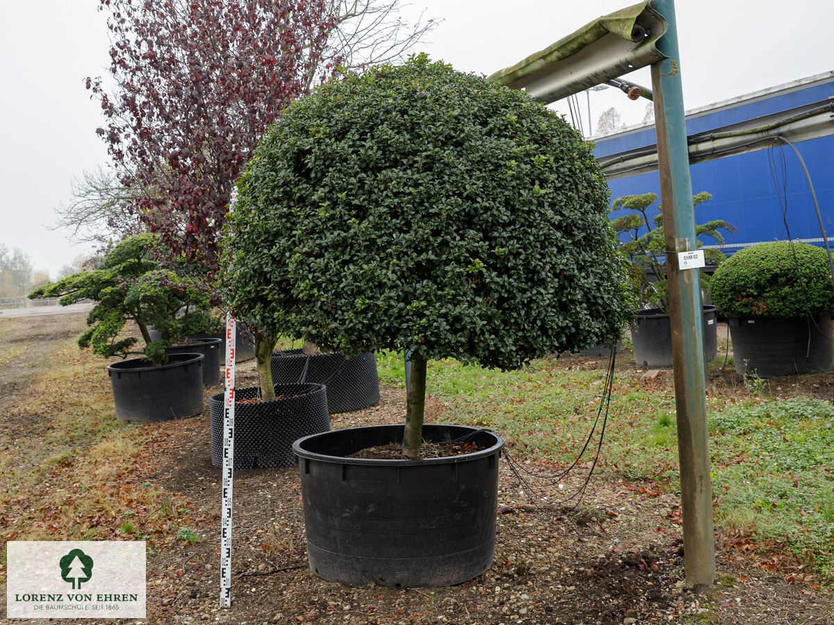 Ilex meserveae 'Blue Angel'