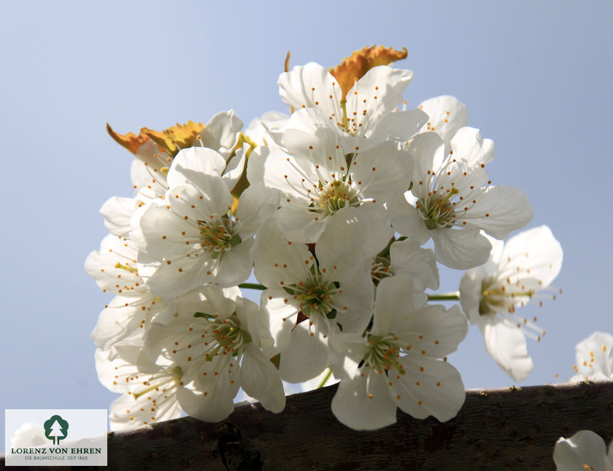 Prunus avium 'Dönissens Gelbe Knorpelkirsche'