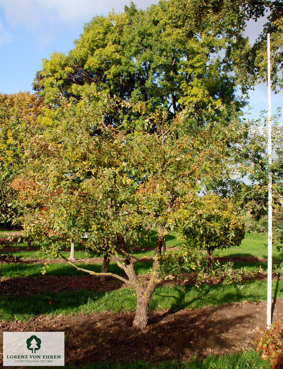 Quercus pubescens