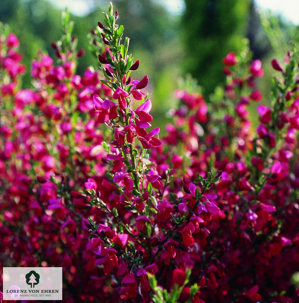 Cytisus scoparius 'Roter Favorit'