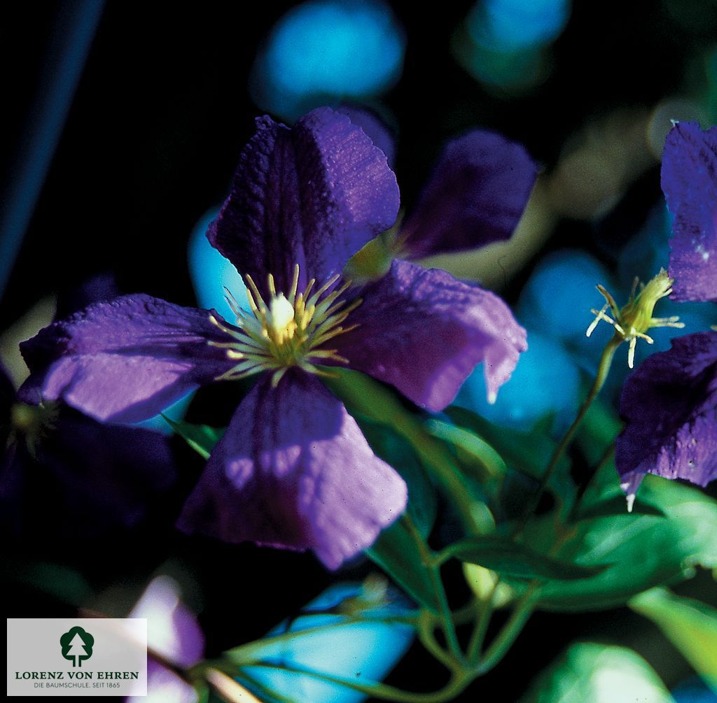 Clematis 'Jackmanii Superba'