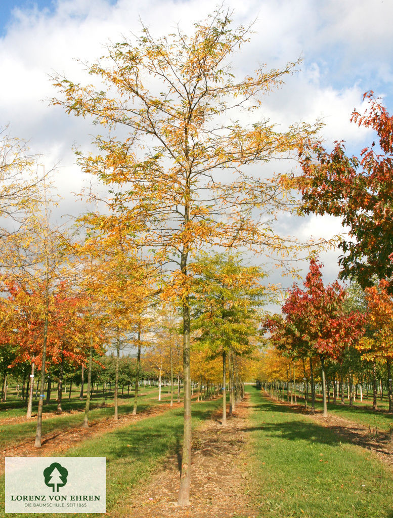 Gleditsia triacanthos