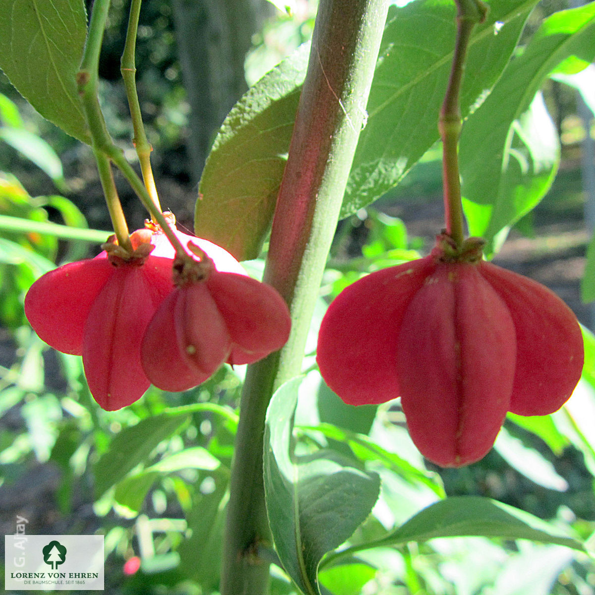 Euonymus europaeus 'Red Cascade'