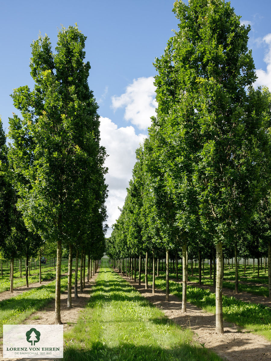 Quercus robur 'Fastigiata'