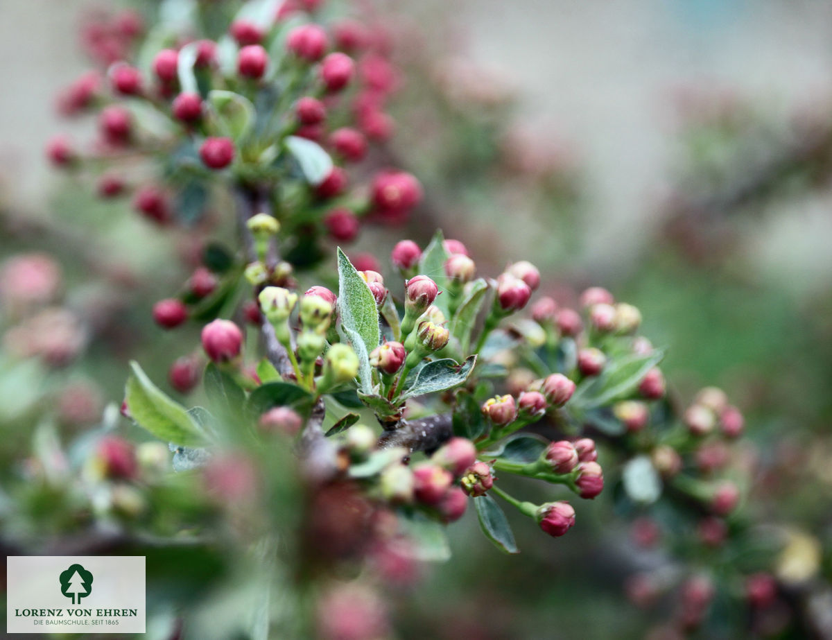 Malus 'Tina'