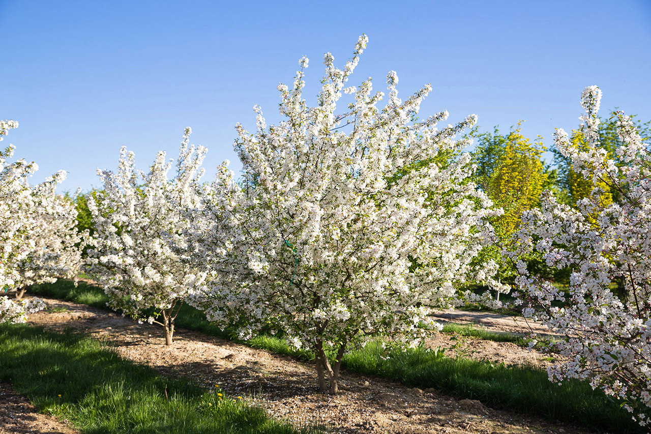 Weißblühender Strauch