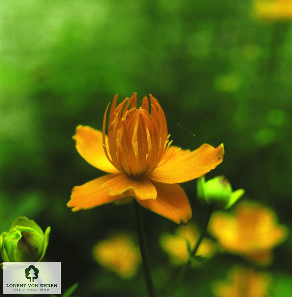 Trollius chinensis 'Golden Queen'