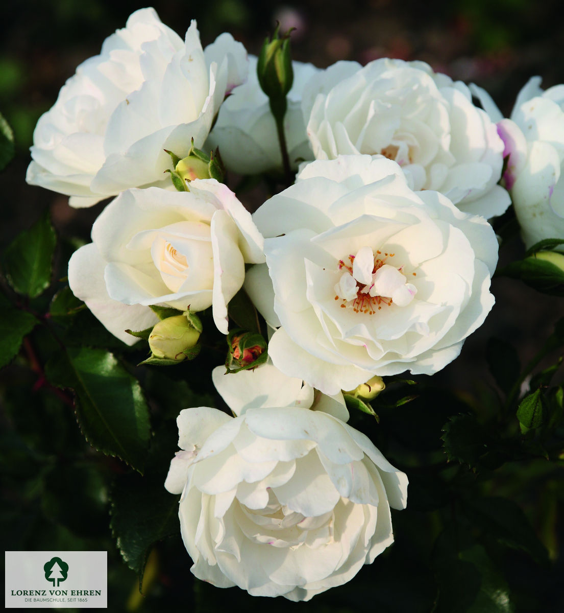 Rosa 'Weiße Wolke'