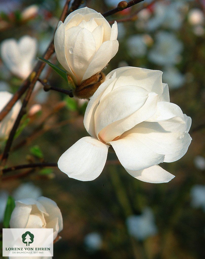 Magnolia loebneri 'Merrill'