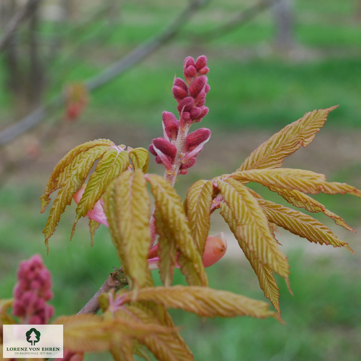 Aesculus carnea 'Briotii'