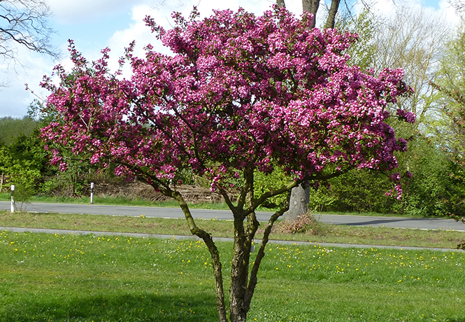 Malus Makamik Unikat Rosapink blüht der Zierapfel Makamik