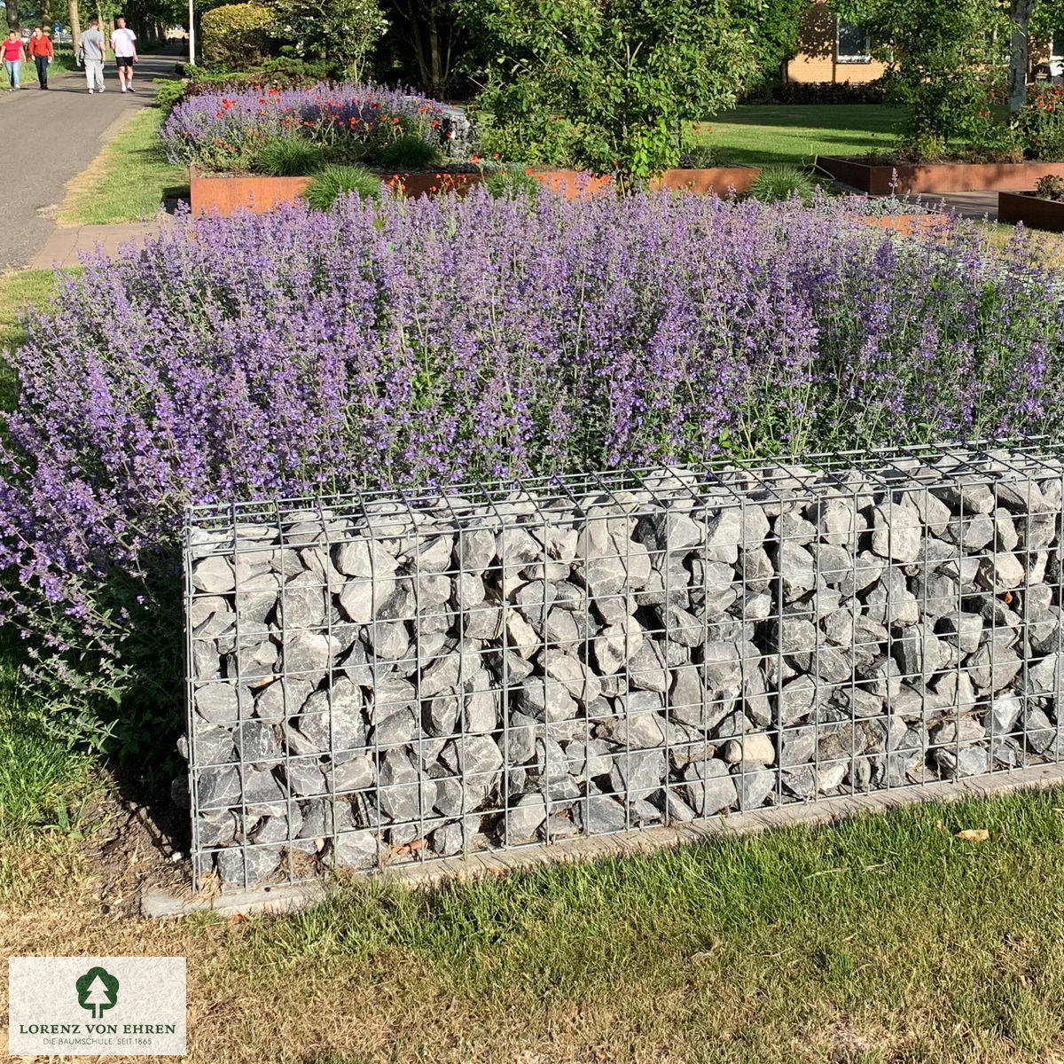 Nepeta faassenii