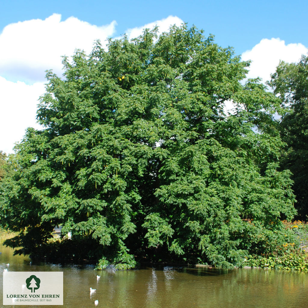 Pterocarya fraxinifolia