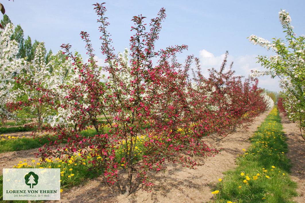 Malus 'Cardinal'