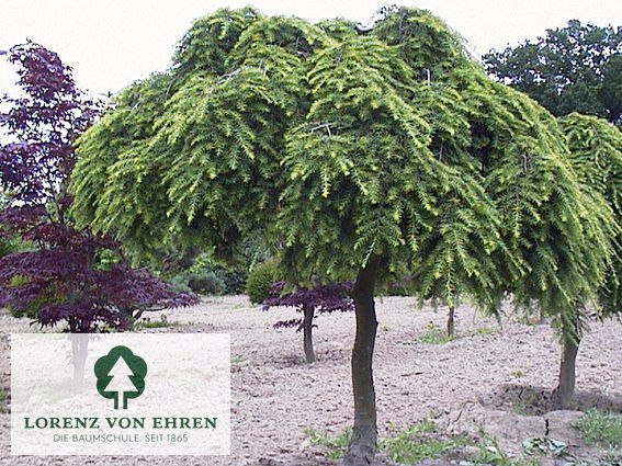 Tsuga canadensis 'Pendula'