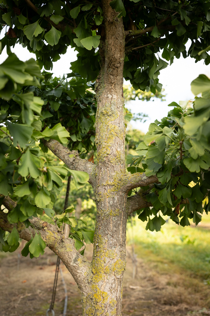 Ginkgo biloba Bonsai