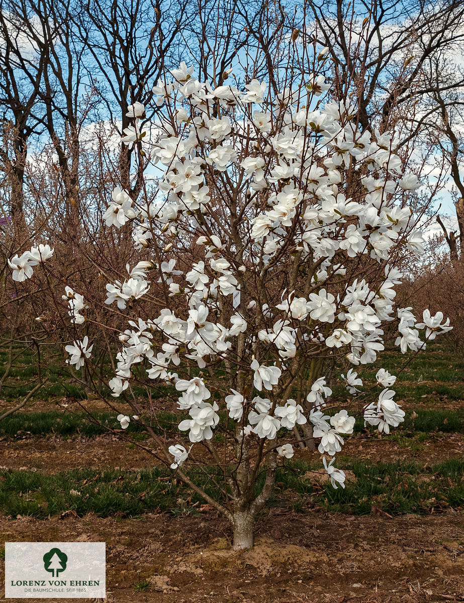 Magnolia Loebneri Merrill Baumschule LvE