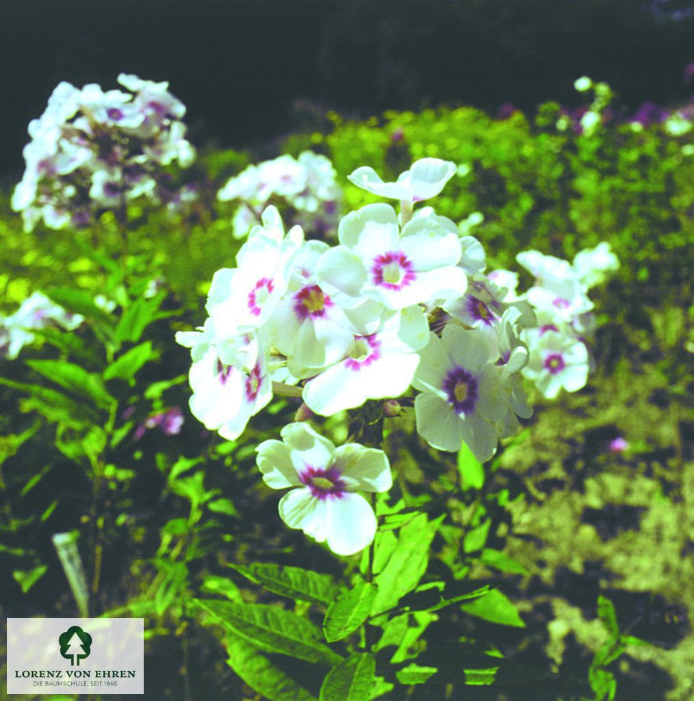 Phlox Paniculata-Hybriden 'Kirmesländler'