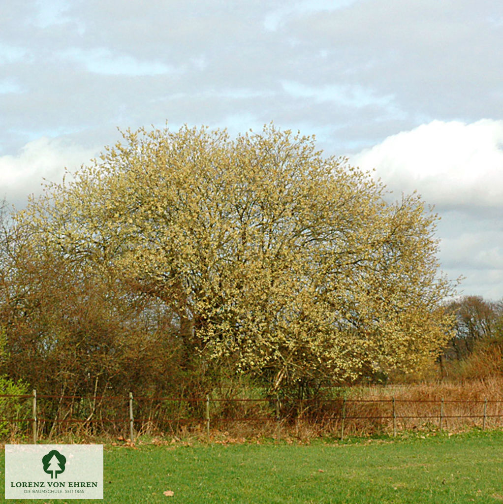 Salix caprea