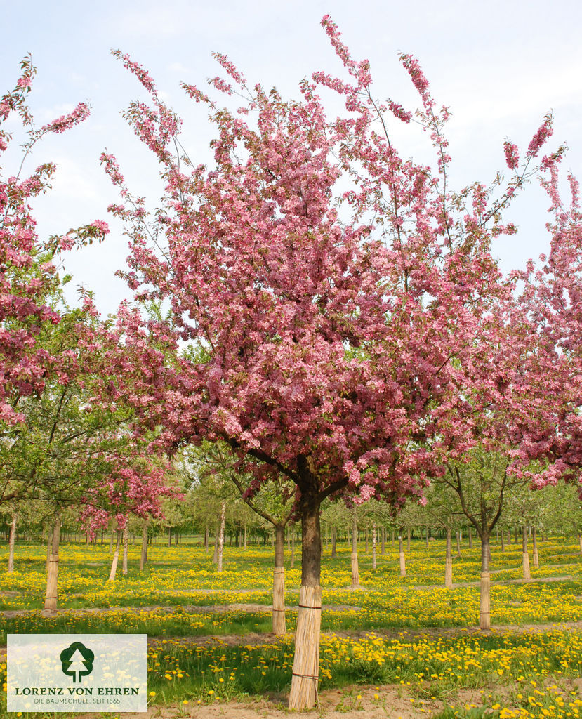 Malus 'Hopa'