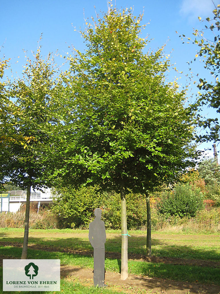 Fagus sylvatica