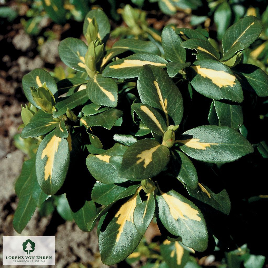 Euonymus fortunei 'Sunspot'