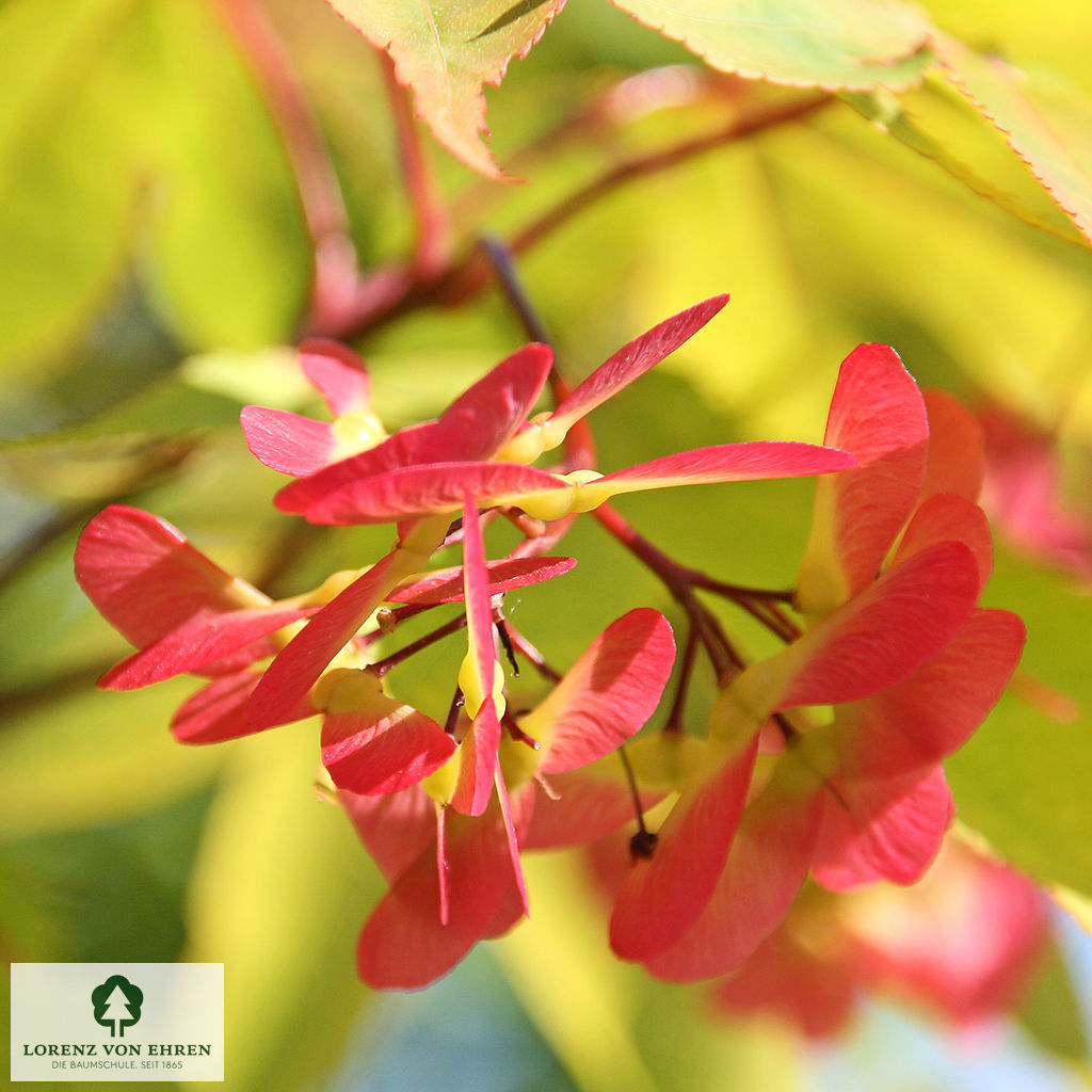 Acer palmatum 'Osakazuki'