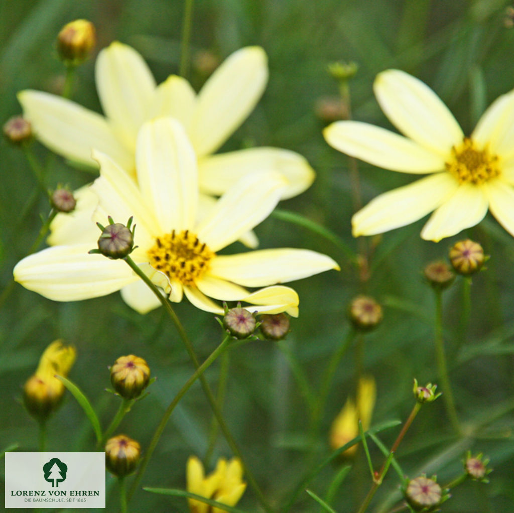 Coreopsis verticillata 'Moonbeam'