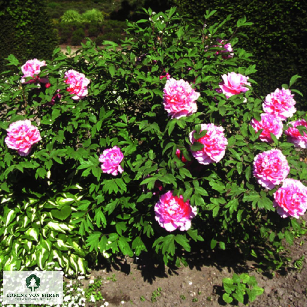 Paeonia suffruticosa 'Louise Mouchelet'