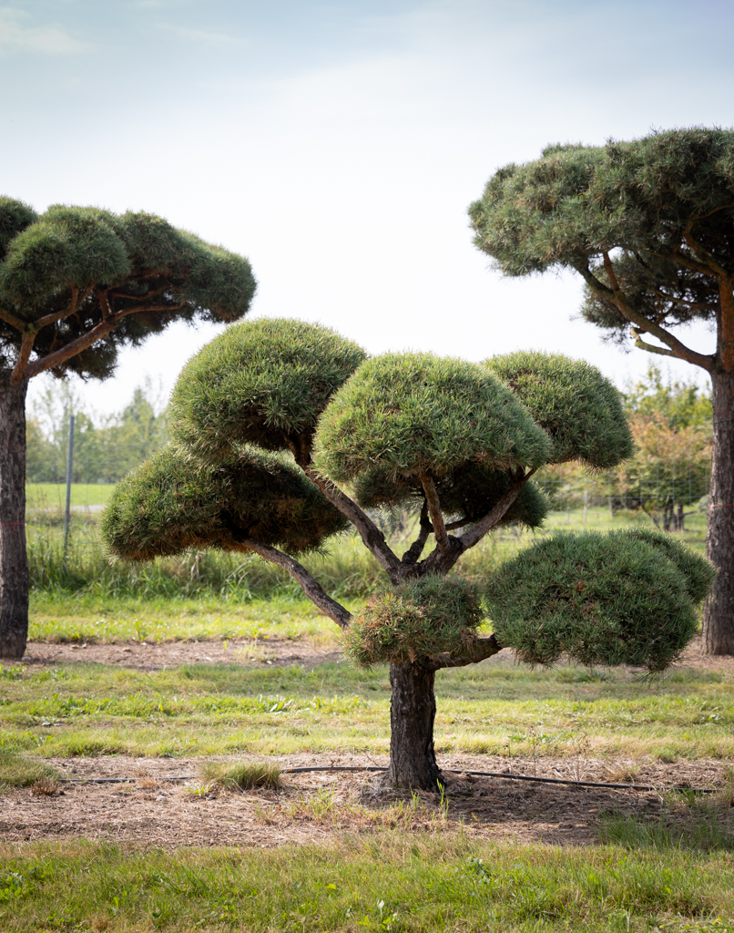 Pinus sylvestris Bonsai 