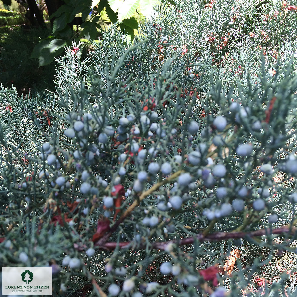 Juniperus virginiana 'Grey Owl'