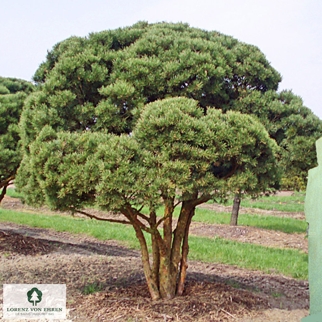 Pinus sylvestris 'Watereri'