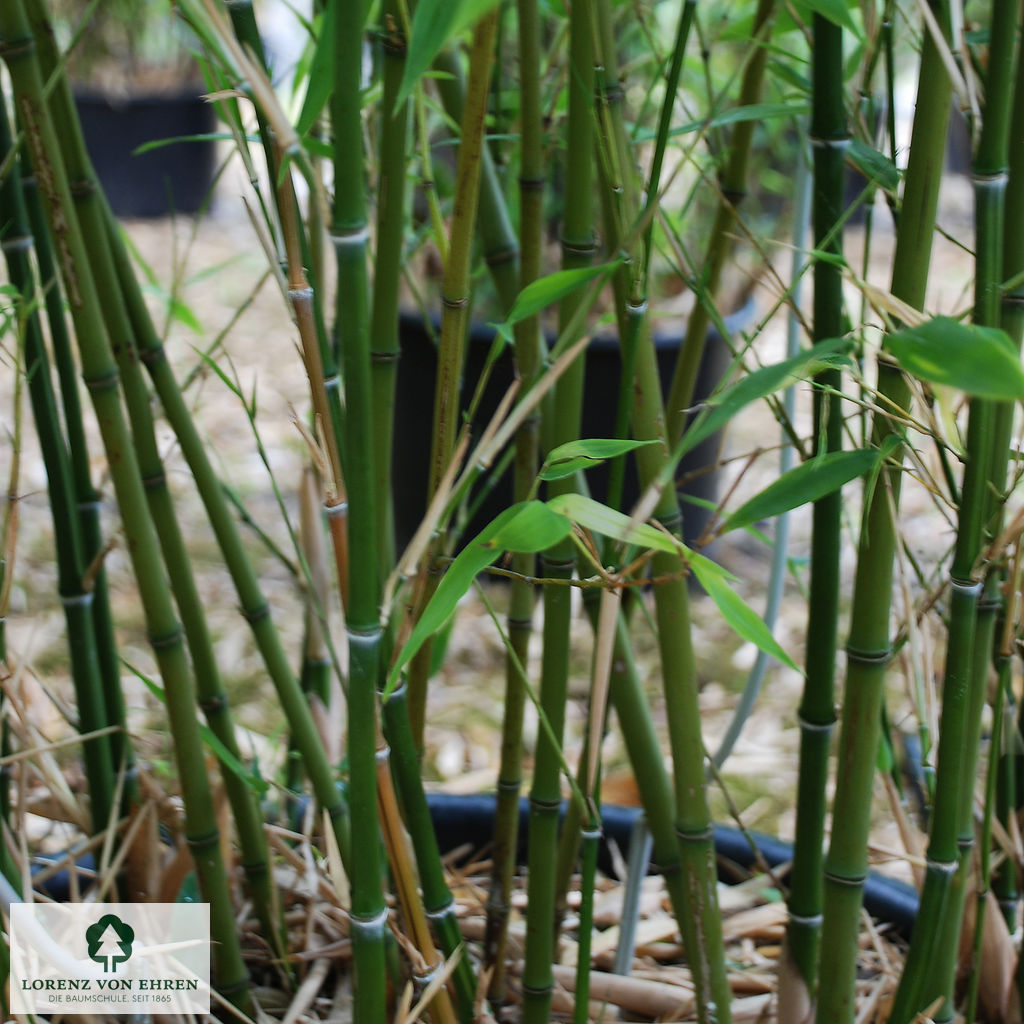 Phyllostachys aurea