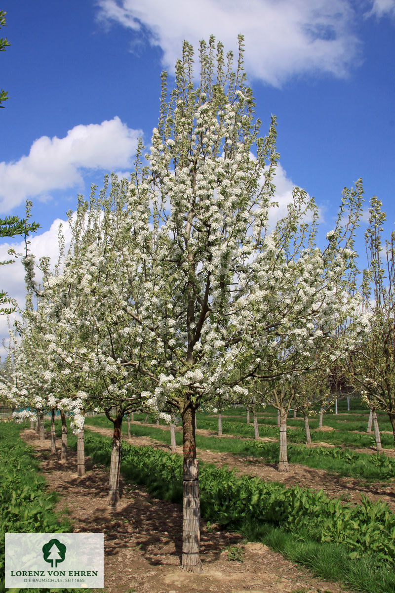 Pyrus communis 'Gräfin von Paris'