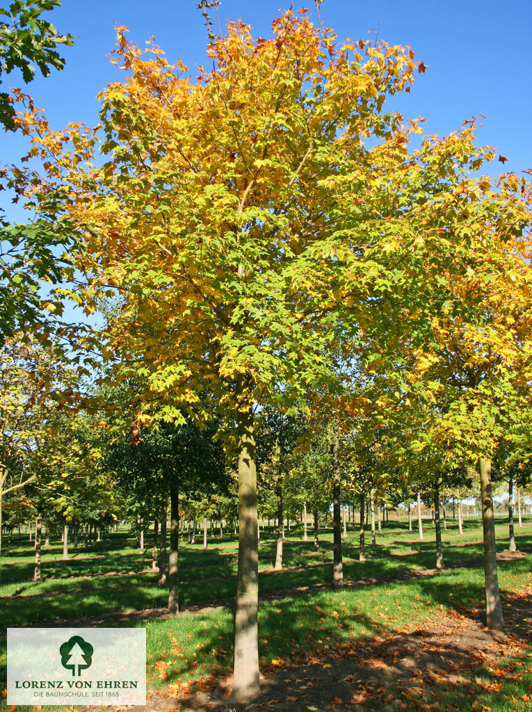 Acer cappadocicum 'Rubrum'