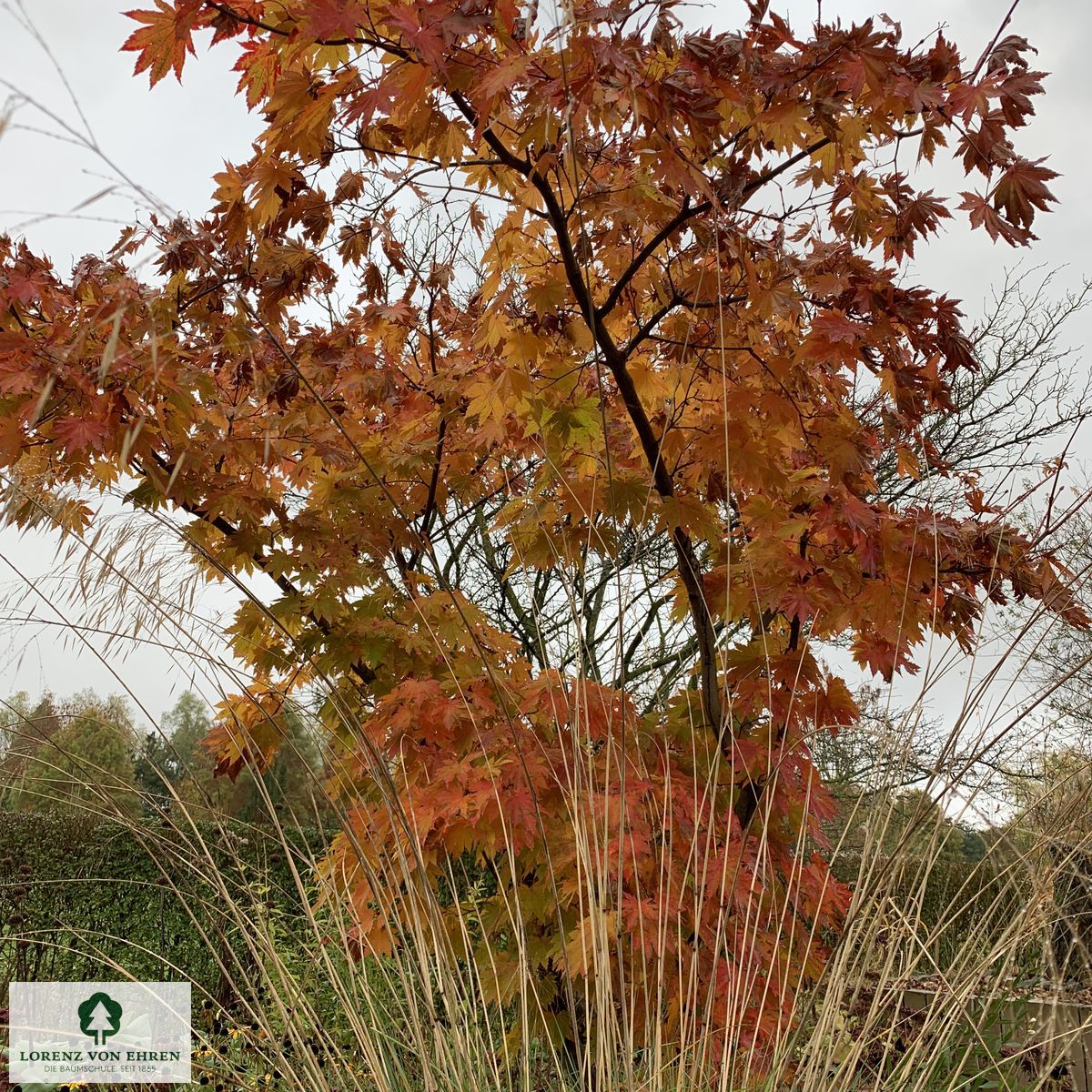 Acer japonicum 'Vitifolium'