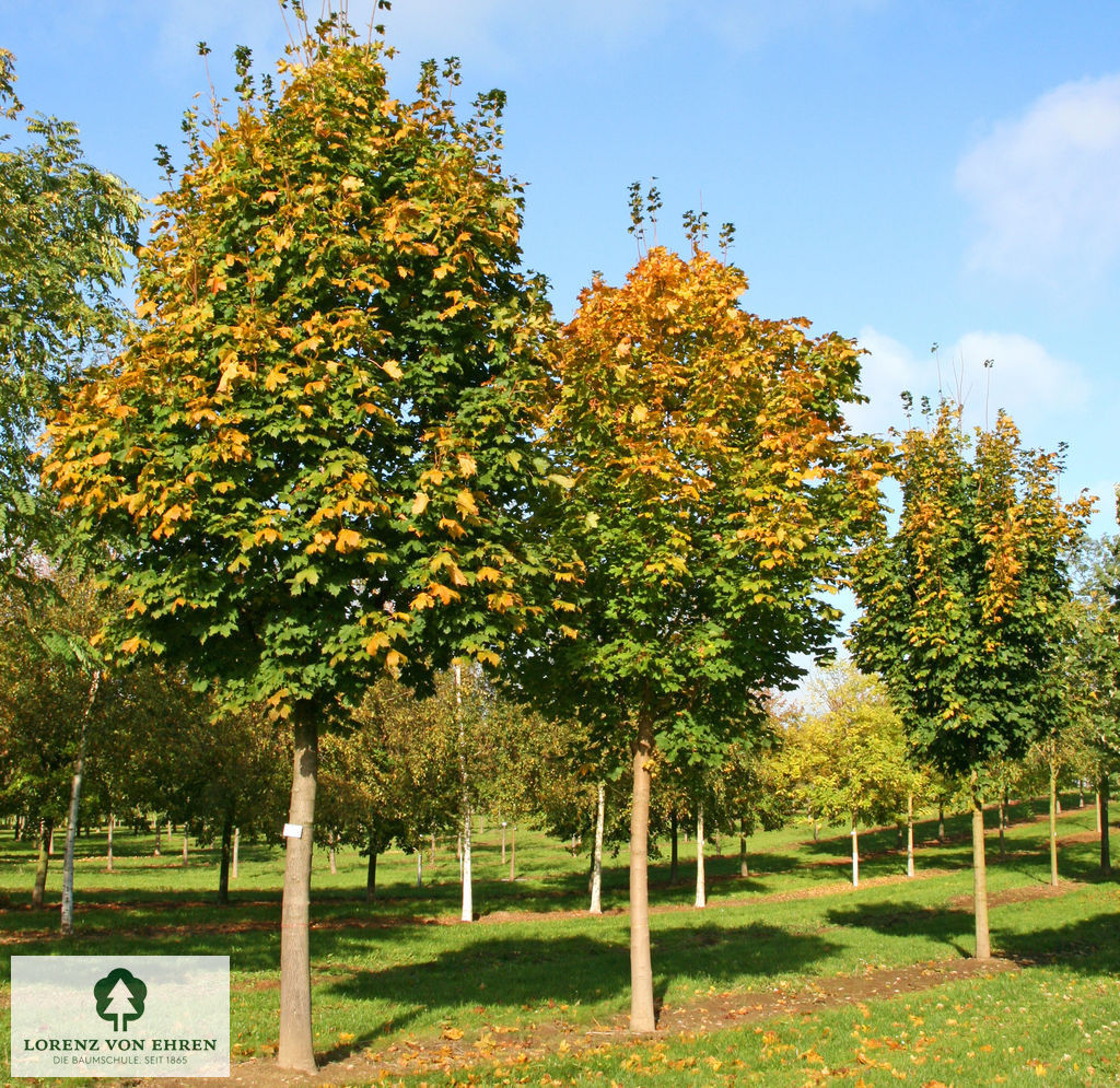 Acer platanoides 'Columnare'