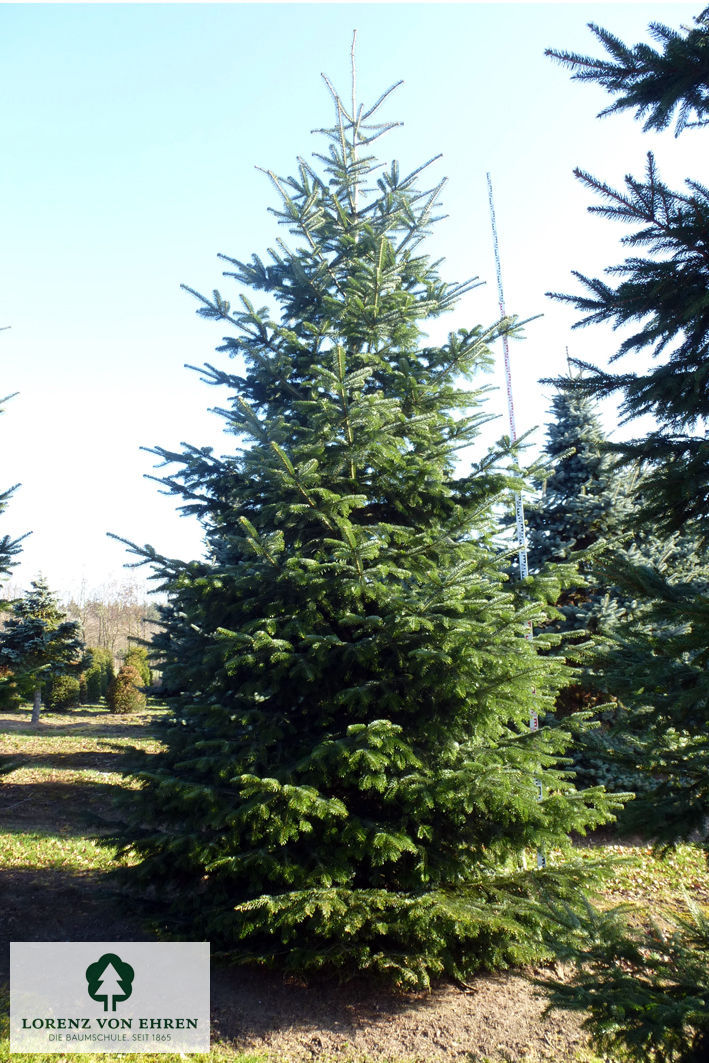 Abies koreana Sämling