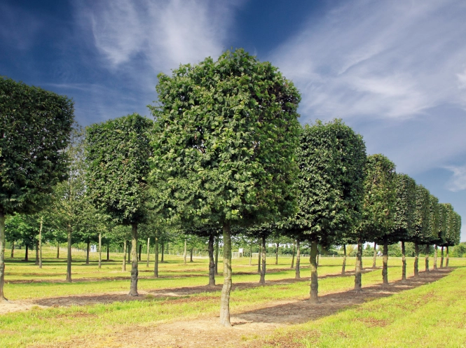 Carpinus betulus ist in der Lage, sich an verschiedene Klimabedingungen anzupassen und ist somit auch für den Klimawandel gewappnet.